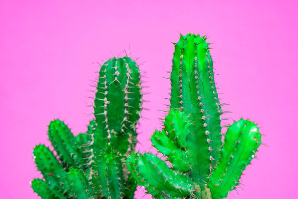 gros plan vert cactus sur fond rose. Modèle de mode. Galerie d'art Minimal
. - Photo, image