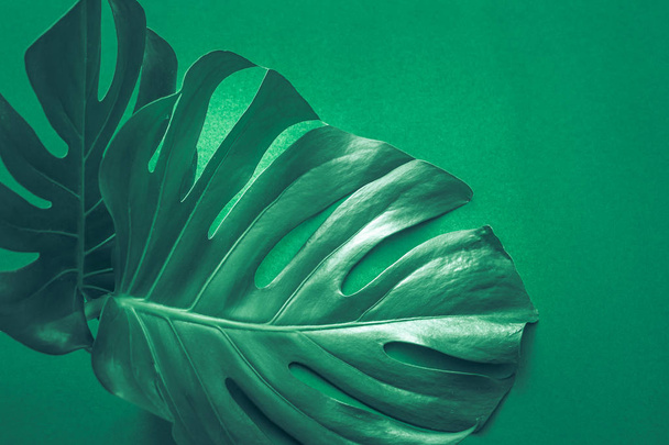 vraies belles feuilles de gros monstre sur un fond vert, concept de plantes exotiques
 - Photo, image