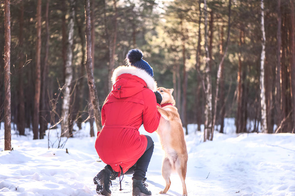 Shiba inu breed dog plays with a girl, gives her a paw, on a beautiful background of a winter forest. - Fotoğraf, Görsel