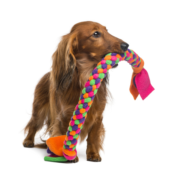 Tacskó, 4 éves, egy kutya játékszer tartja a száját, fehér háttér - Fotó, kép