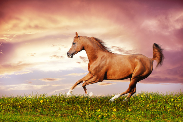 Kaunis punainen arabialainen hevonen juoksee laukkaa
 - Valokuva, kuva