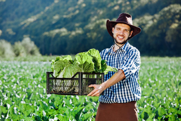 Um jovem em um chapéu segurando caixa com colheita madura de repolho. Colheita do agricultor feliz em seu campo
. - Foto, Imagem