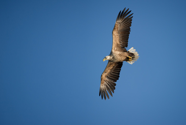 Eagle in Flight - Photo, Image