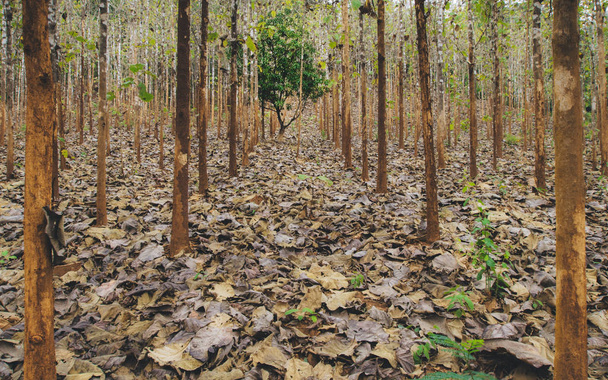 Plantation boisée à la campagne à Pai, Thaïlande
 - Photo, image