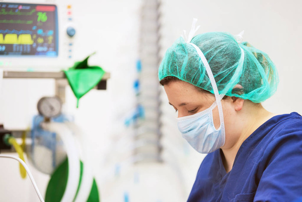 Portret lekarza weterynarii w sali operacyjnej. Znieczulenie w tle - Zdjęcie, obraz