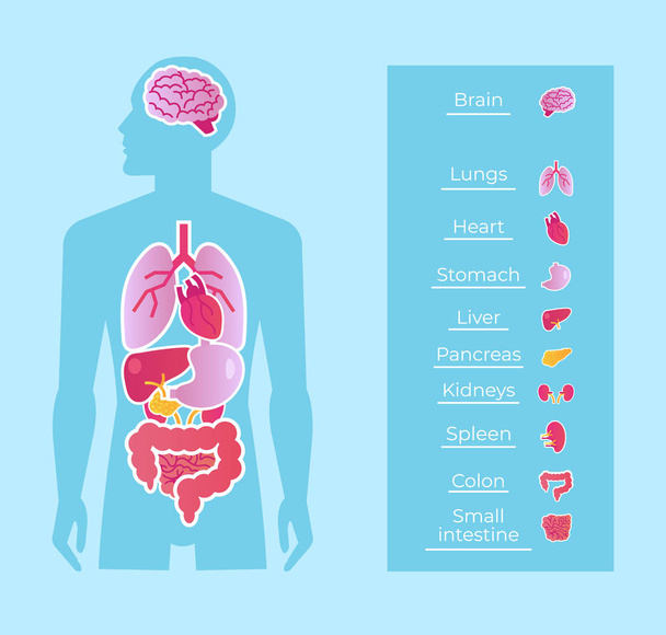 Menschen Menschen Anatomie innere Organe System Banner Plakatentwurf. Medizinpädagogik. Vektor flach cartoon isoliert grafik design illustration - Vektor, Bild