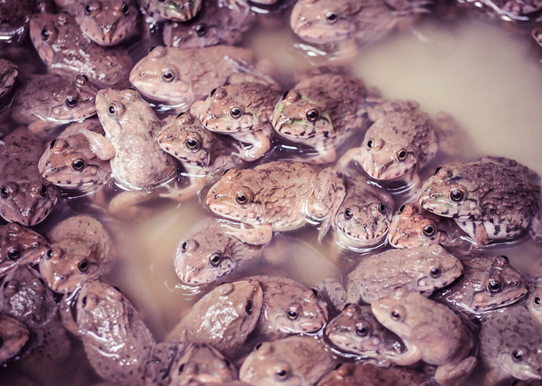 La pequeña familia de las ranas en la granja. Enfoque cercano y selectivo
. - Foto, imagen