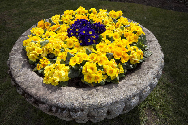 blooming primroses in a stone pot Castle in Hluboka nad Vltavou, Czech Republic - Photo, Image