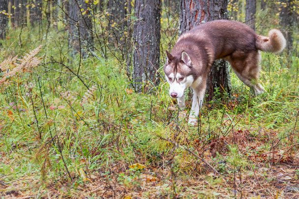 Dog Marking Territory. Siberian husky dog raised his hind leg and marks the tree. - 写真・画像