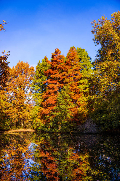 autumn beautiful forest. Autumn landscape - Fotografie, Obrázek