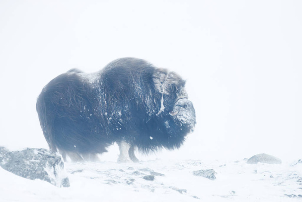 Lähikuva myski härkä seisoo lumessa hyvin kylmä talvipäivä
. - Valokuva, kuva