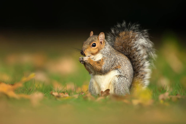 Fechar de um esquilo cinzento bonito comendo nozes. Outono no Reino Unido
. - Foto, Imagem