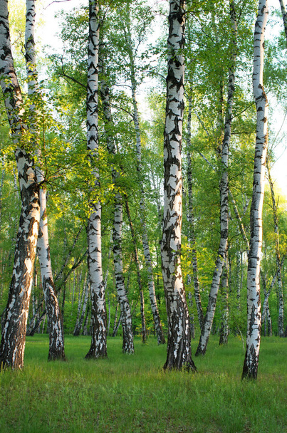 bosque de bétula no início da manhã, composição vertical
 - Foto, Imagem