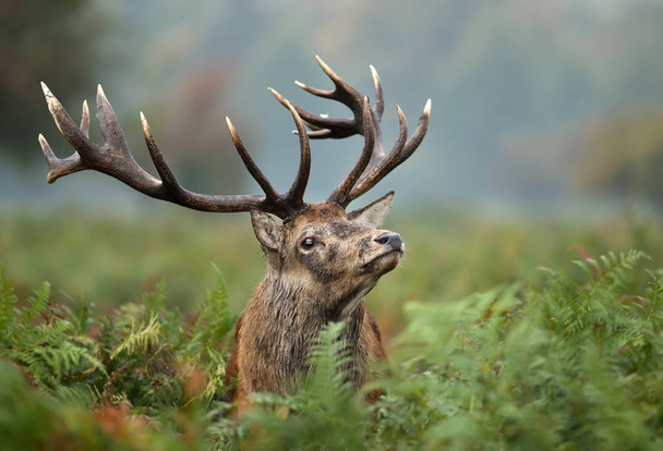 Bir kızıl geyik geyik bir sisli sabahı azgın sezonu boyunca İngiltere'de İngiltere'de yakın çekim. - Fotoğraf, Görsel
