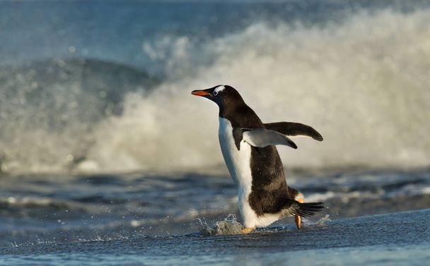 Gentoo pingüino corriendo a través de grandes olas hacia el océano, Islas Malvinas
. - Foto, imagen