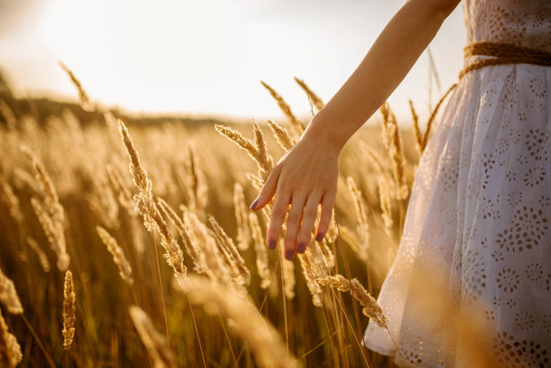 Female person in white dress walking in a rye field on sunset. Woman on summer meadow, back view - 写真・画像