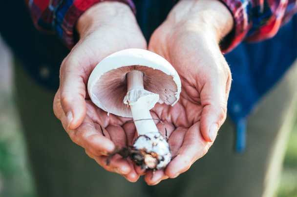 Pale toadstool in a handful. Autumn harvest of mushrooms - Photo, Image