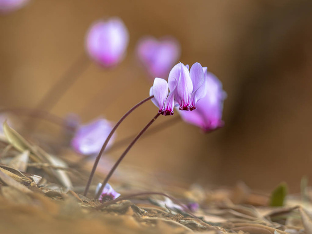 Sarmaşık yapraklı Siklamen veya sowbread (Siklamen hederifolium) parlak arka plan ile çiçek grubu - Fotoğraf, Görsel