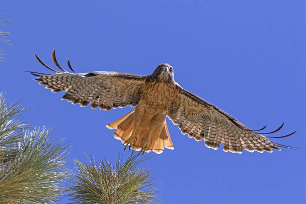 Hawk at Big Bear Lake in the California mountains - Photo, Image