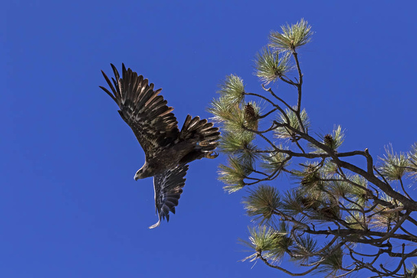 Bird juvenile bald eagle at Big Bear Lake in the California mountains - Photo, Image