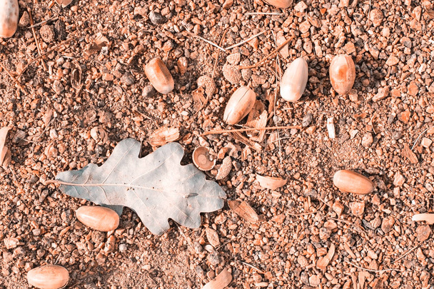 podzimní žaludy ležící na zemi detail. - Fotografie, Obrázek