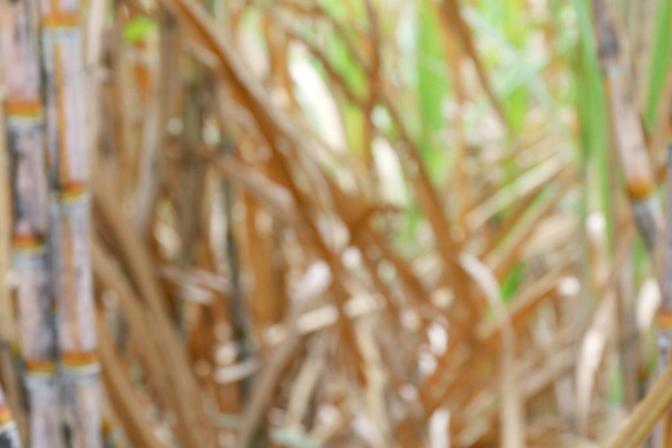 homályos cukornád ültetvények mezőgazdasági háttér, a fa nád mező cukornád életlenítés háttér, cukornád mezőgazdaság - Fotó, kép