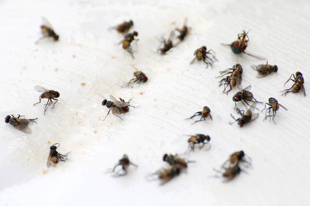 πετούν, πετούν σωρό, closeup πολλούς το μεγαλύτερο μέρος από τις μύγες πετούν νεκρός σε άσπρο φόντο, μύγες είναι φορείς της φυματίωσης τυφοειδής (επιλεκτική εστίαση) - Φωτογραφία, εικόνα