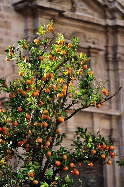 Oranssi puu kaupungissa
 - Valokuva, kuva