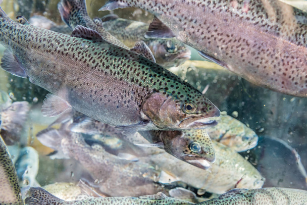 人工池に鱒魚のクローズ アップ - 写真・画像