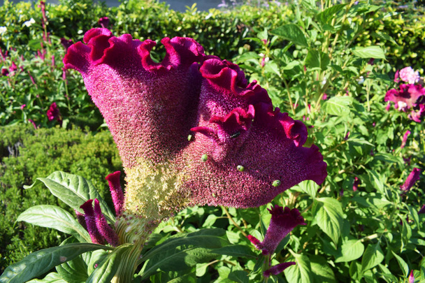 Flor brillante Celosia cristata o cockscomb. Flores rojas o granate con hojas verdes en un jardín. Día soleado
. - Foto, Imagen