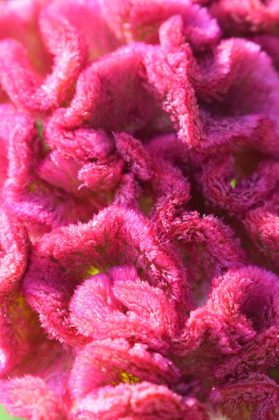 Jasne kwiaty Celosia cristata lub zarozumialca. Różowe lub czerwone powierzchni. Puszysty meandrujące tekstury. Wzór naturalnego. Tle kwiatów. - Zdjęcie, obraz