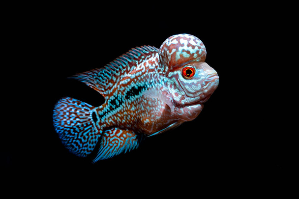 Cichliden vis in een mooi aquarium - Foto, afbeelding