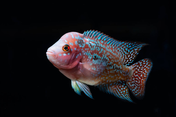 Cichlids kala kauniissa akvaariossa
 - Valokuva, kuva