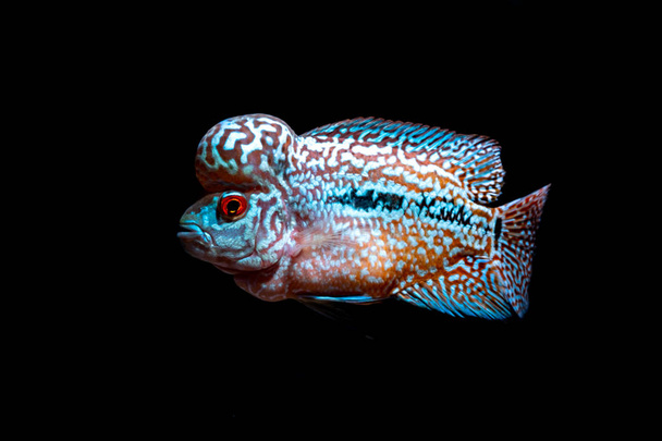Cichlids peces en un hermoso acuario
 - Foto, Imagen
