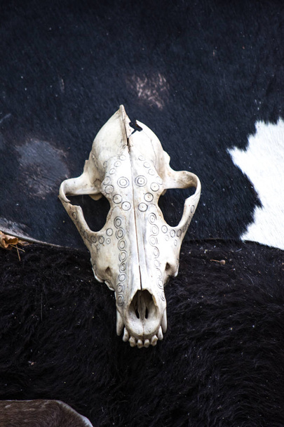 ハロウィーン - 動物の骨と頭蓋骨の風景。諸聖人の日の怖いと不気味な装飾 - 写真・画像
