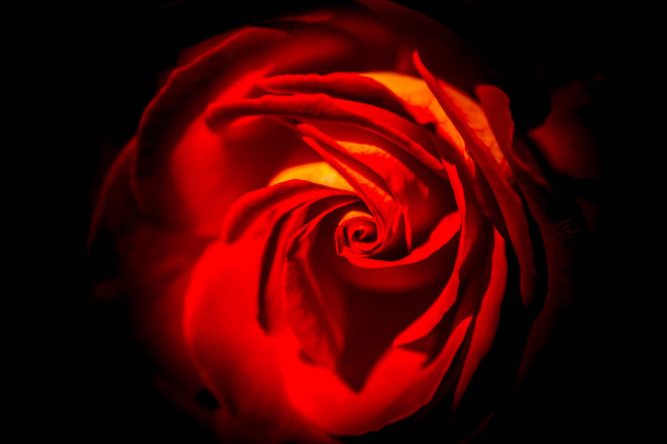 Piękne świeże róże z bliska widok - Zdjęcie, obraz