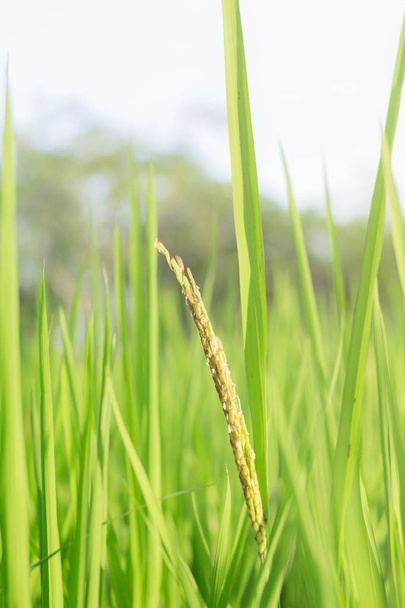 Rice ears with green leaves on the field at sky. - Photo, Image