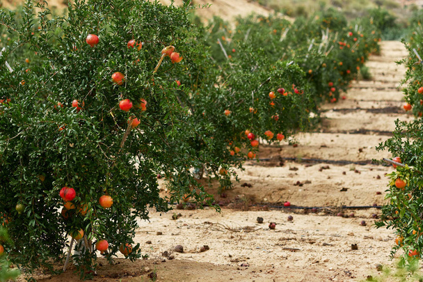 reif und bereit, Grapefruit zu pflücken, die am Strauch hängt. tropisches Klima, südlich von Spanien.  - Foto, Bild