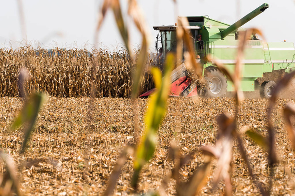 Récolte de champs de maïs avec combiner
 - Photo, image