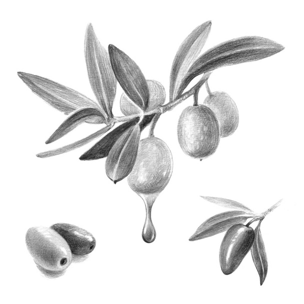 Olives isolement crayon dessinés à la main illustration  - Photo, image