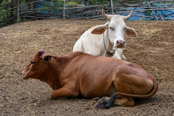 Granja de vacas rurales en el centro de Tailandia, sudeste asiático
. - Foto, imagen