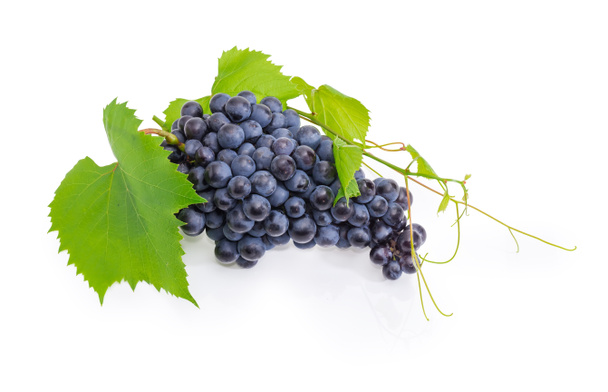 Grappolo della tavola matura uva blu su piccolo fusto di vite con foglie e viticci su fondo bianco
 - Foto, immagini