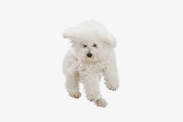 A dog of Bichon frize breed isolated on white color - Φωτογραφία, εικόνα