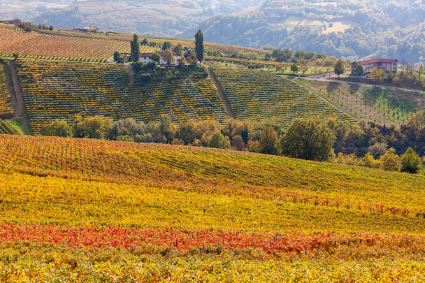 Red, yellow, green and orange vineyards on hills of Piedmont at autumn in Italy. - Photo, Image