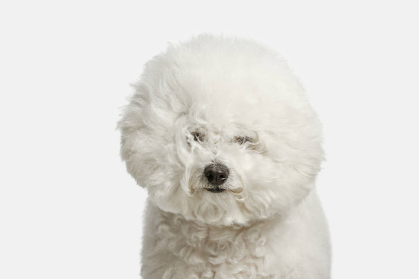 A dog of Bichon frize breed isolated on white color - Fotoğraf, Görsel
