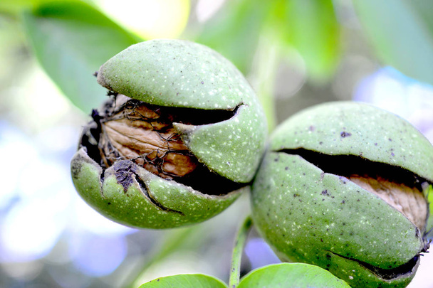 ripe organic walnut inside its green husk - Photo, Image