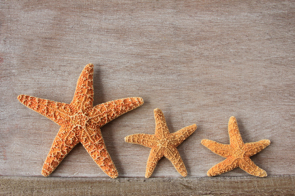 Морские звезды из Северного моря
 - Фото, изображение