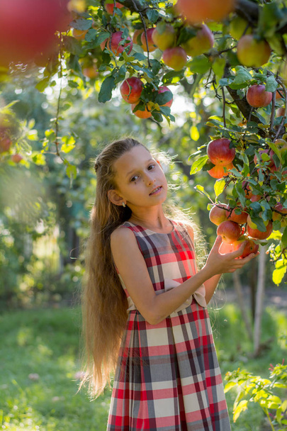 Beautiful girl in an apple orchard. A child tears apples from a tree. Picking apples. An apple in the hands of a girl - Fotoğraf, Görsel