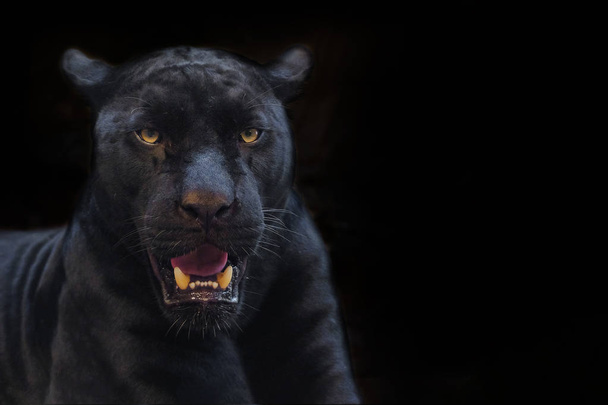 Black Panther aus Nahaufnahme mit schwarzem Hintergrund - Foto, Bild