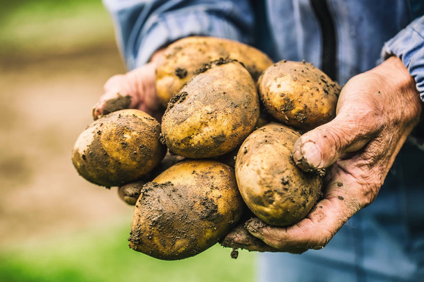 Old hand of farmer holding fresh organic potatoes. - Fotoğraf, Görsel